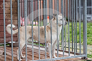 Poor mutt dog in the shelter