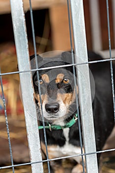 Poor mutt dog in the shelter