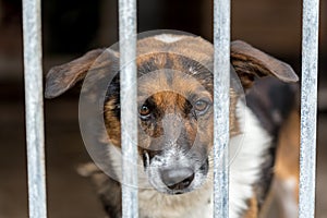 Poor mutt dog in the shelter