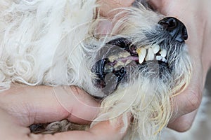 Poor oral care resulting harmful biofilm formed on pet dog teeth that is harmful to health