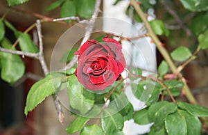 RED ROSE DYING