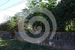 Poor rural houses hidden by trees  2