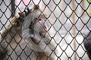 Poor sad monkey behind cage in zoo.loneliness monkey in the cage