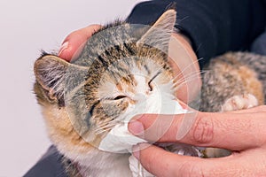 Poor sick kitten with an infection and discharge