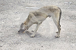 A poor and skinny street dog feeding