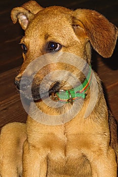 Poor and starving homeless dog in nicaragua