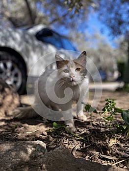 poor stray cat in street