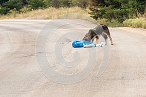 Poor stray dog eating food from garbage.