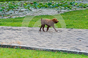 Poor stray poodle dog with dirty brown fur walking at the park