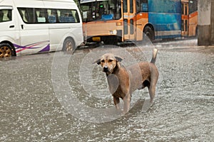 Poor street dog standing in rain flood water