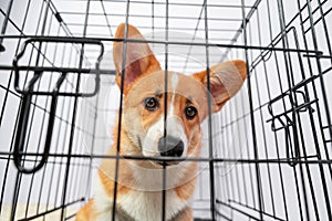 Poor welsh corgi Pembroke puppy sits in a cage as punishment for bad behavior or while owner is not at home. Equipment