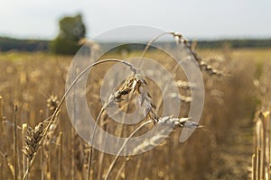 Poor wheat harvest. Dried wheat fields.Wheat bad harvest