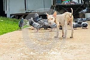 A poor white dog with food on the ground