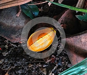 A poor yellow starfruit has fallen to the ground, the starfruit is alone in loneliness without anyone caring.