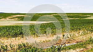 poorly grown sweet corn in the agricultural field