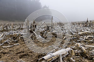 poorly harvested corn crop remaining for the winter photo