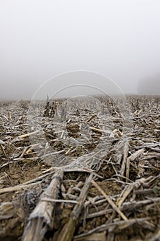 poorly harvested corn crop remaining for the winter photo