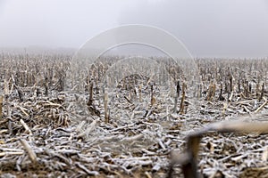 poorly harvested corn crop remaining for the winter photo