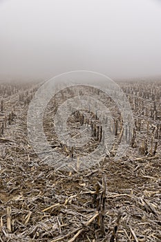 poorly harvested corn crop remaining for the winter photo