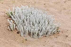 The poorly studied plant Otanthus maritimus