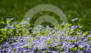 Poorman's Weatherglass Lysimachia foemina wildflowers