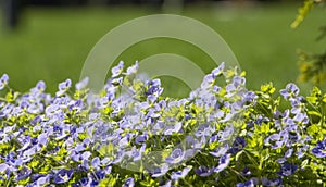 Poorman's Weatherglass Lysimachia foemina wildflowers