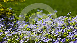 Poorman's Weatherglass Lysimachia foemina wildflowers