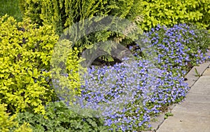 Poorman`s Weatherglass Lysimachia foemina wildflowers