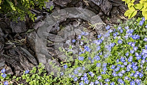 Poorman`s Weatherglass Lysimachia foemina wildflowers