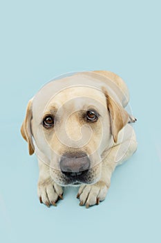 Poortrait labrador retriever dog looking up with sad eyes. Isolated on blue pastel background