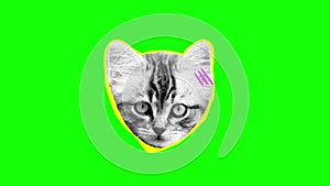 Pop art animation with grey cat on green screen