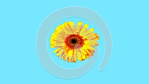 Pop art background abstract psychedelic multicolored, looping colors. Gerbera