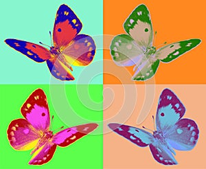 Pop art colias butterfly