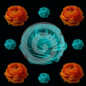 Pop art colored collage of orange and turquoise blue buttercup blossoms of different sizes