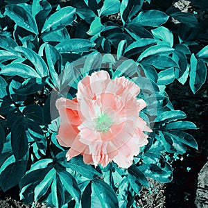 Pop art flower