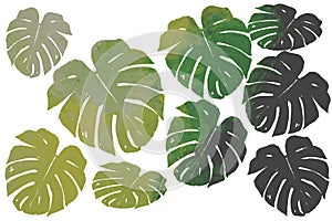 The pop art Illustration of a woman head with facemask on yellow background.set of monstera leaves on isolate white background.