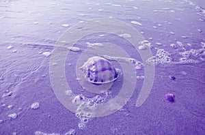 Pop Art Style Purple Colored Scotch Bonnet Sea Shell Isolated on Wet Sand Beach