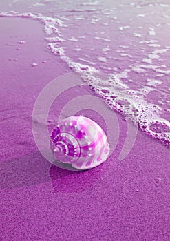 Pop Art Style Purple Colored Scotch Bonnet Sea Shell on Wet Sand Beach