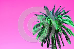 Pop Art Style Vibrant Green Palm Tree on Vivid Pink Background