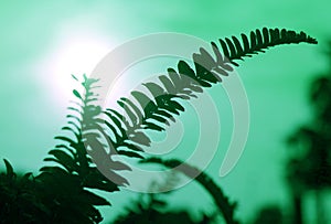 Pop art styled silhouette of fern leaves against dazzling sun and green sky