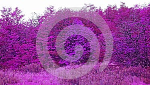Pop art surreal style of vivid magenta purple forest