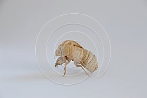 Pop of a cicada, family of the cicadoidea