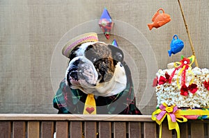 Popcorn cake and a free-range English Bulldog in the stall