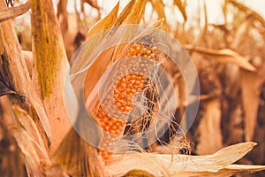 Popcorn cob in cultivated field