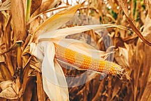 Popcorn cob in cultivated field