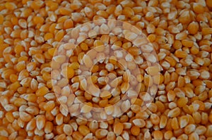 Popcorn kernel photo
