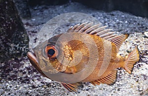 The popeye catalufa (Pristigenys serrula) fish