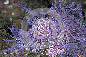 Popeyed scorpion fish photo