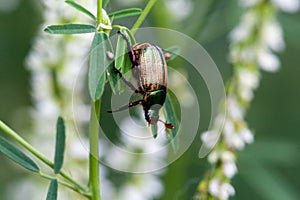 Popillia japonica scarab on leaf in nature