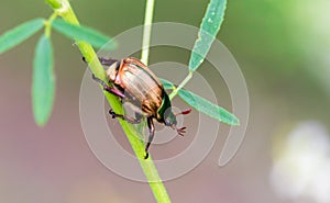 Popillia japonica scarab on leaf in nature close up